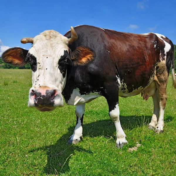 Lehmä kesälaitumella — kuvapankkivalokuva