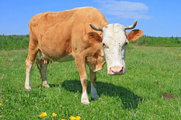 Sapi di padang rumput musim panas — Stok Foto