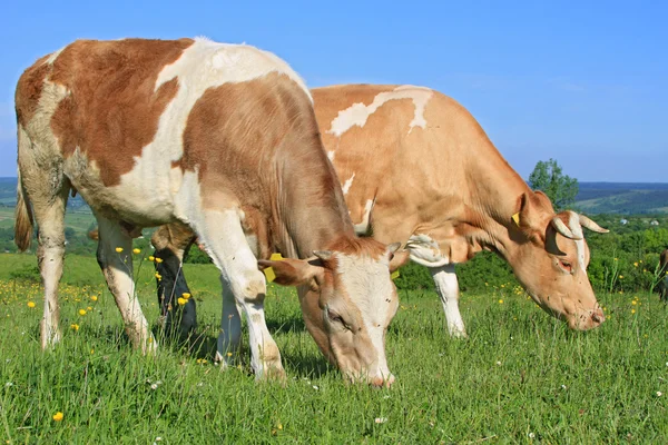 Vacas em um pasto de verão — Fotografia de Stock