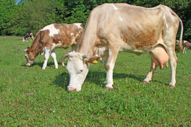 Yaz otlağında inekler