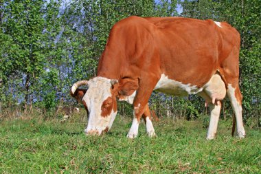 Yaz otlağında inek