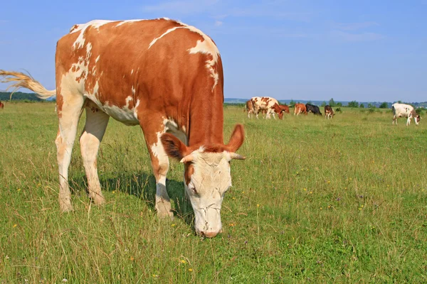 Het kalf op een zomer weiland — Stockfoto