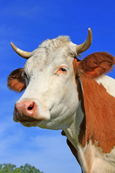 Cabeça de vaca contra o céu — Fotografia de Stock