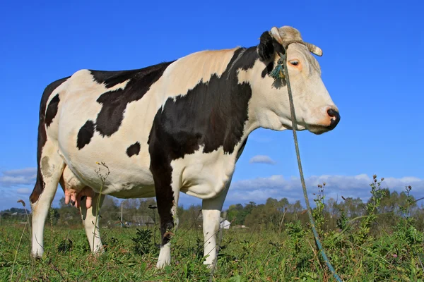 Kuh auf einer Sommerweide — Stockfoto