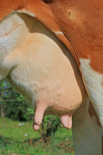 Udder of cow — Stock Photo, Image