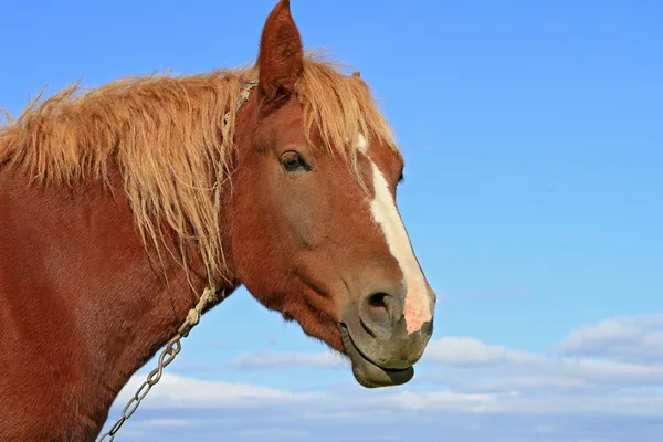 Kopf eines Pferdes gegen den Himmel — Stockfoto