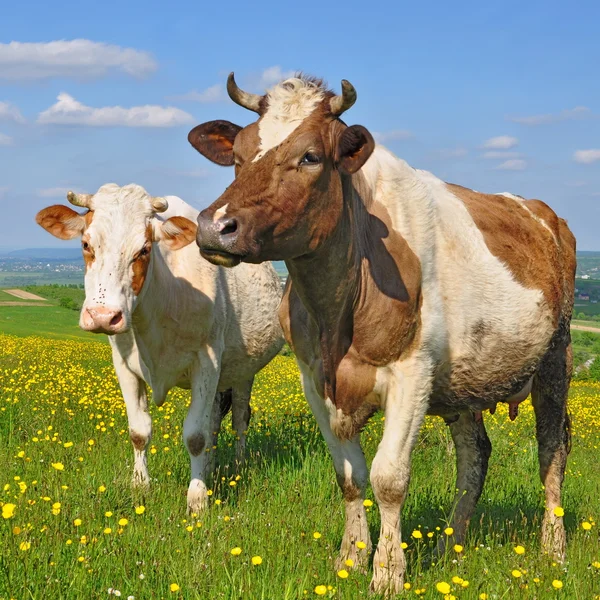 Kühe auf einer Sommerweide — Stockfoto