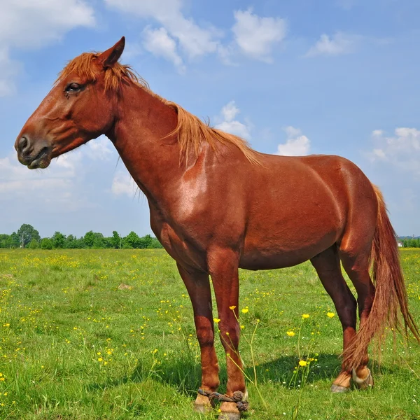 Paard op een zomerweide — Stockfoto