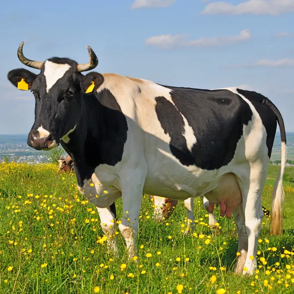 Koe op een zomerweide — Stockfoto