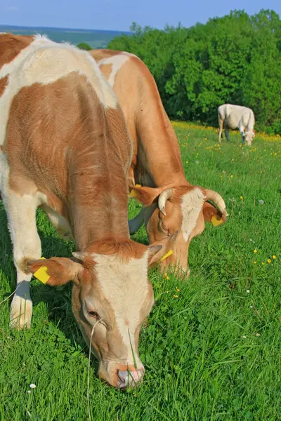 Cows on a summer pasture — Stock Photo, Image