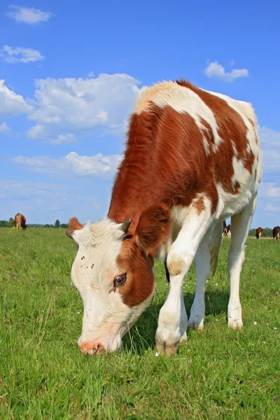 Het kalf op een zomer weiland — Stockfoto