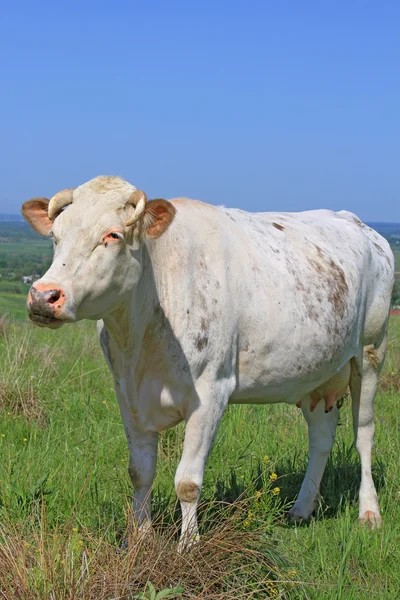 Vaca em um pasto de verão — Fotografia de Stock