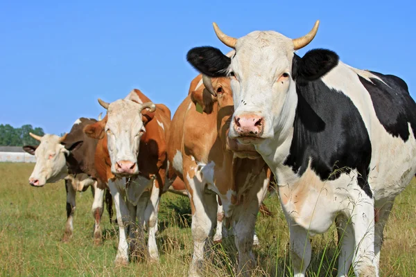 Vacas em um pasto de verão — Fotografia de Stock