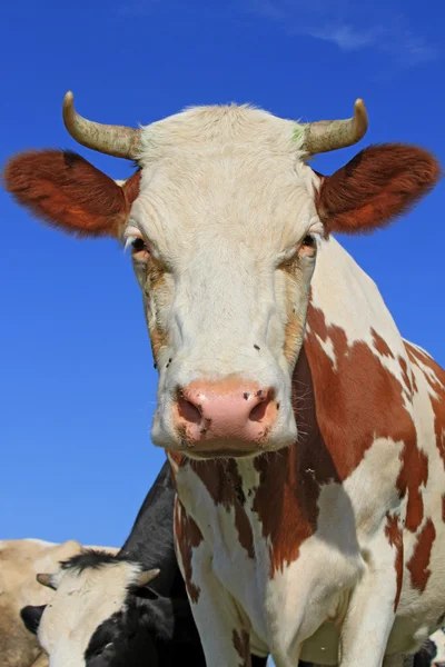 Głowa krowy z nieba — Zdjęcie stockowe