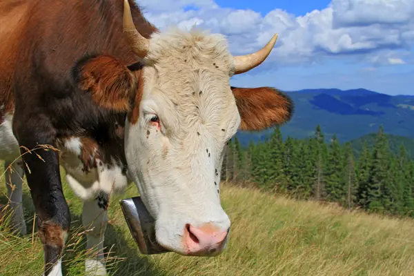 Vache sur un pâturage d'été — Photo