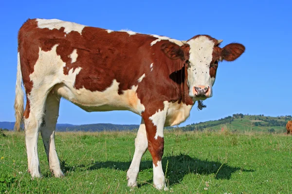 Het kalf op een zomer weiland — Stockfoto