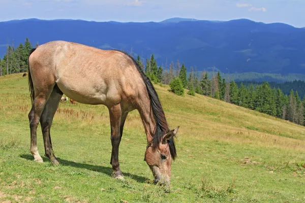 Horse on a summer mountain pasture — Stock Photo, Image