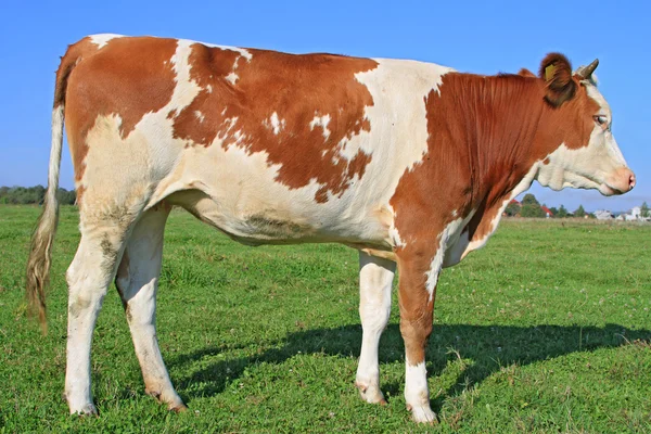 The calf on a summer pasture — Stock Photo, Image