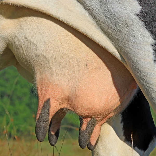 Udder of cow — Stock Photo, Image