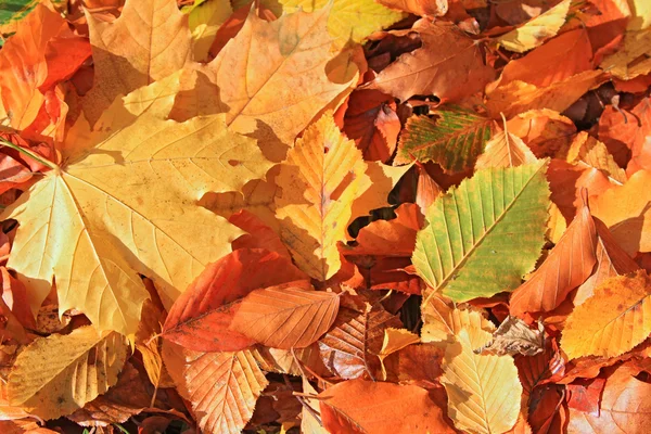葉からの秋の背景 — ストック写真