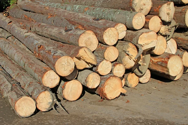 Preparazione del legno — Foto Stock