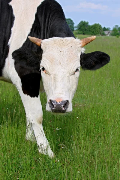The calf on a summer pasture Stock Image