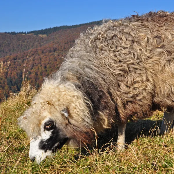 Schapen in een zomer-landschap — Stockfoto