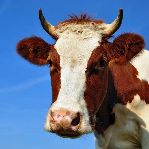 空を背景に、牛の頭 — ストック写真