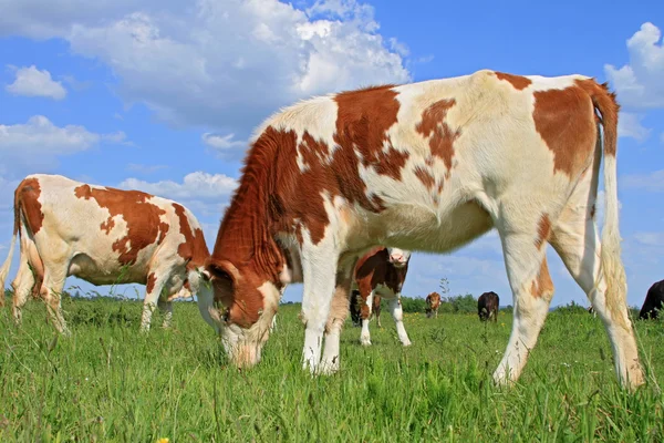 Das Kalb auf der Sommerweide — Stockfoto