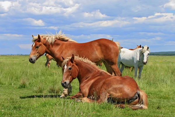 Cavalli su un pascolo estivo — Foto Stock