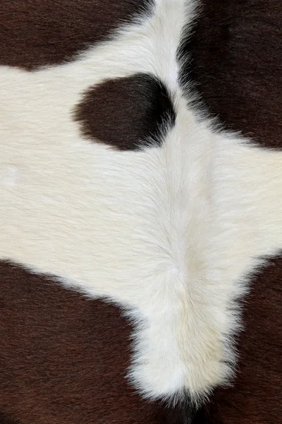 Fragment of a skin of a cow — Stock Photo, Image