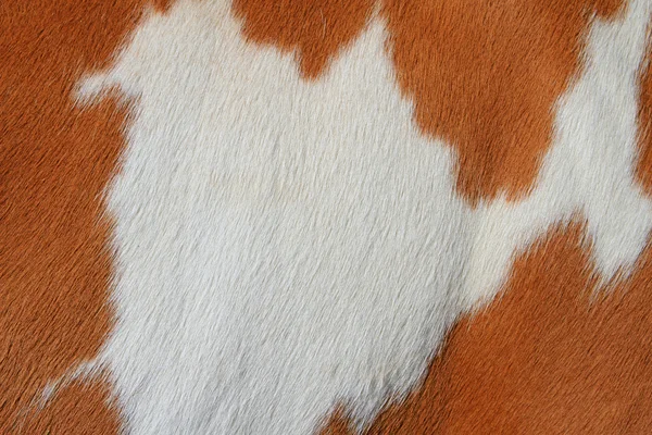 Fragment of a skin of a cow — Stock Photo, Image