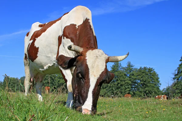 Kuh auf einer Sommerweide — Stockfoto