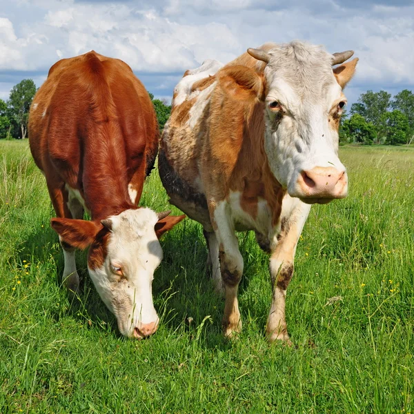 Cows on a summer pasture — Stock Photo, Image