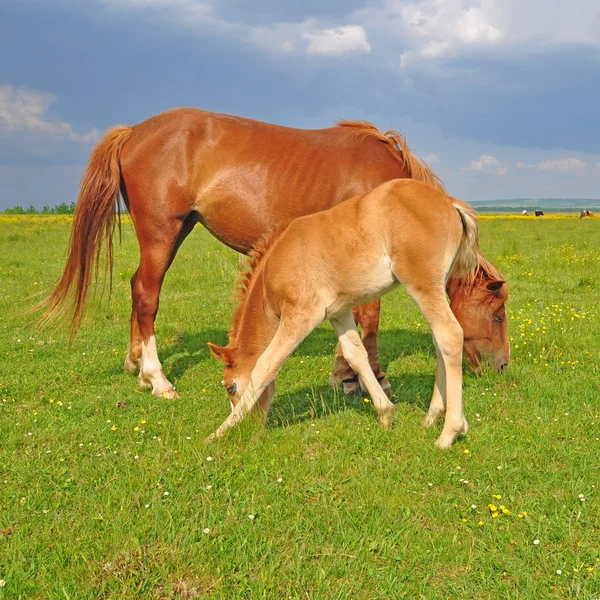 Föl med en märr på en fäbod — Stockfoto