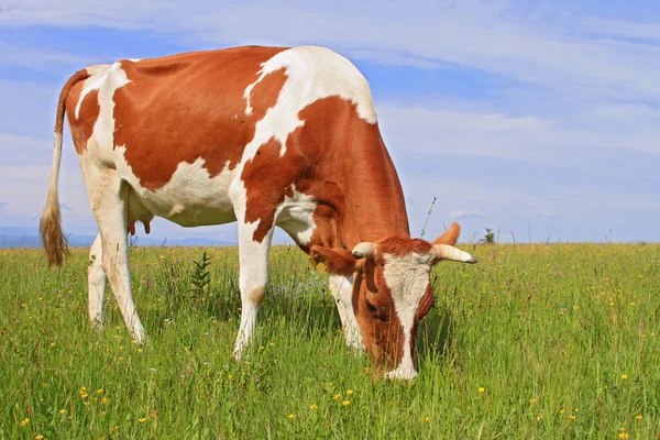 Vache dans un pâturage d'été — Photo