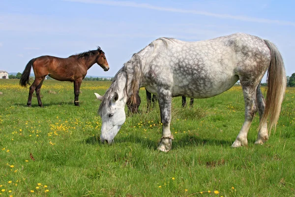 Caballos en un pastizal de verano — Foto de Stock