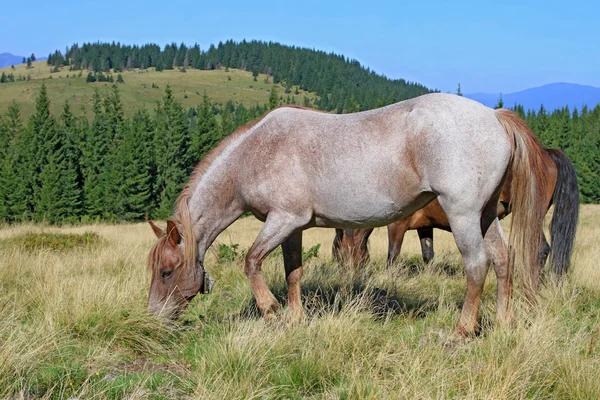 Caballos en un pasto de montaña de verano — Foto de Stock