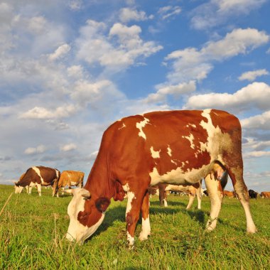 Yaz otlağında inekler