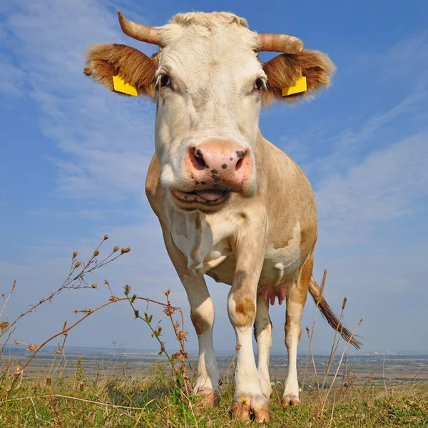 Vache dans un pâturage d'été — Photo