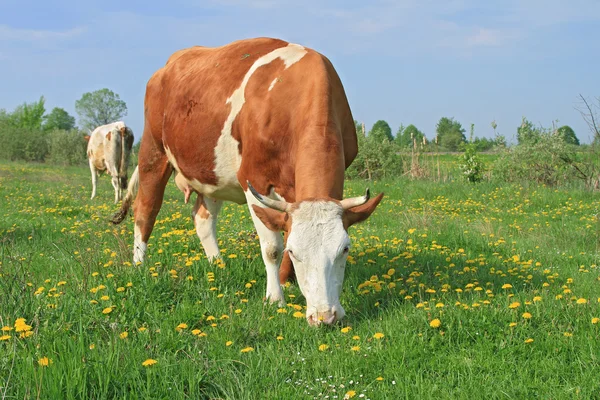 여름 목초지에 있는 소들 — 스톡 사진