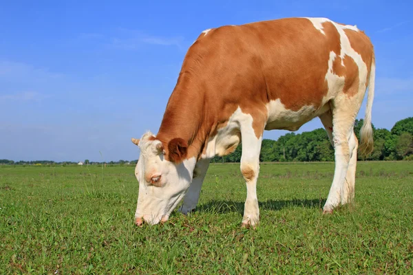 The calf on a summer pasture — Stock Photo, Image