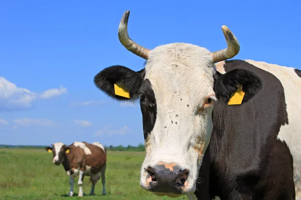 Cabeza de vaca contra un pasto — Foto de Stock