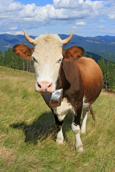 Vaca en un pasto de montaña de verano — Foto de Stock