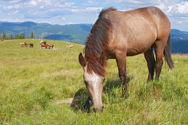 Pferd auf einer Sommer-Alm — Stockfoto