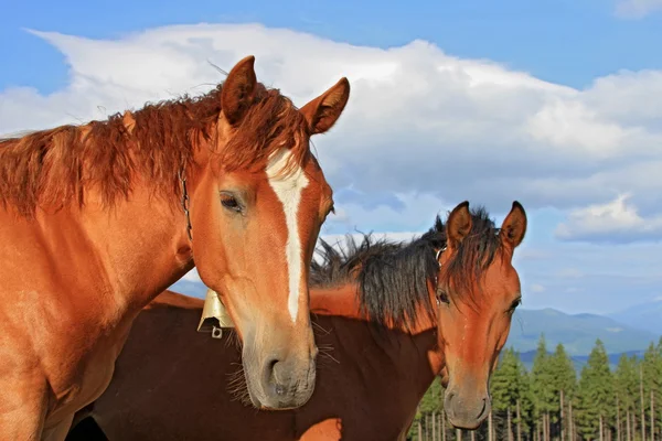 Caballos en un pasto de montaña de verano —  Fotos de Stock