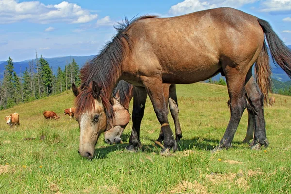 Caballos en un pasto de montaña de verano —  Fotos de Stock