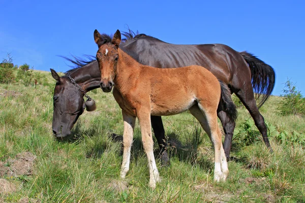 Föl med en märr på en fäbod — Stockfoto