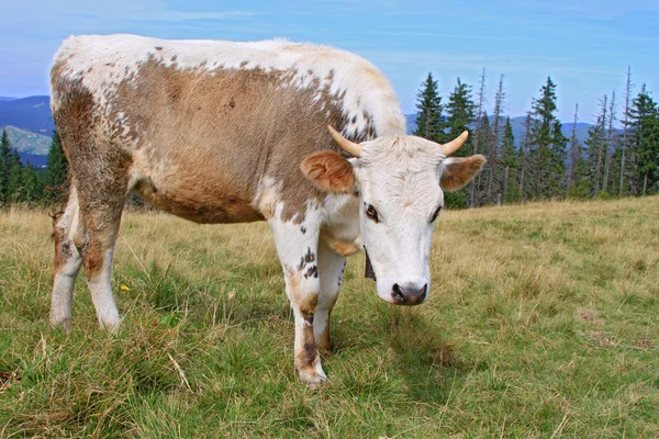 The calf on a summer mountain pasture. — Stock Photo, Image