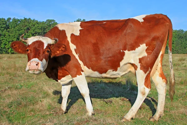 Koe op een zomerweide — Stockfoto